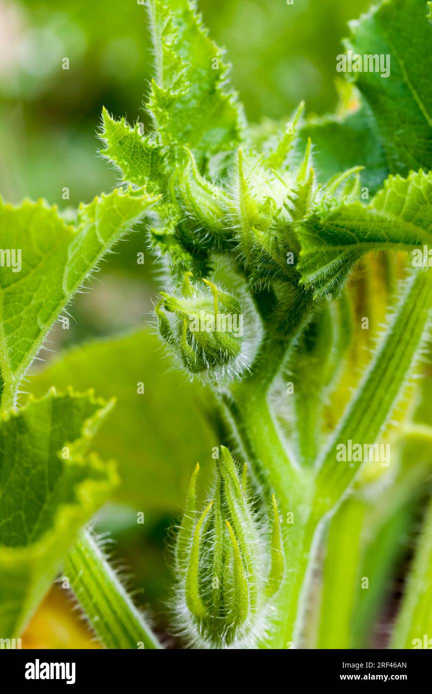 champ agricole où l'on cultive des variétés de plantes de courge ou de citrouille, de petites plantes de citrouille sur des sols fertiles, obtenant une récolte de haute Banque D'Images