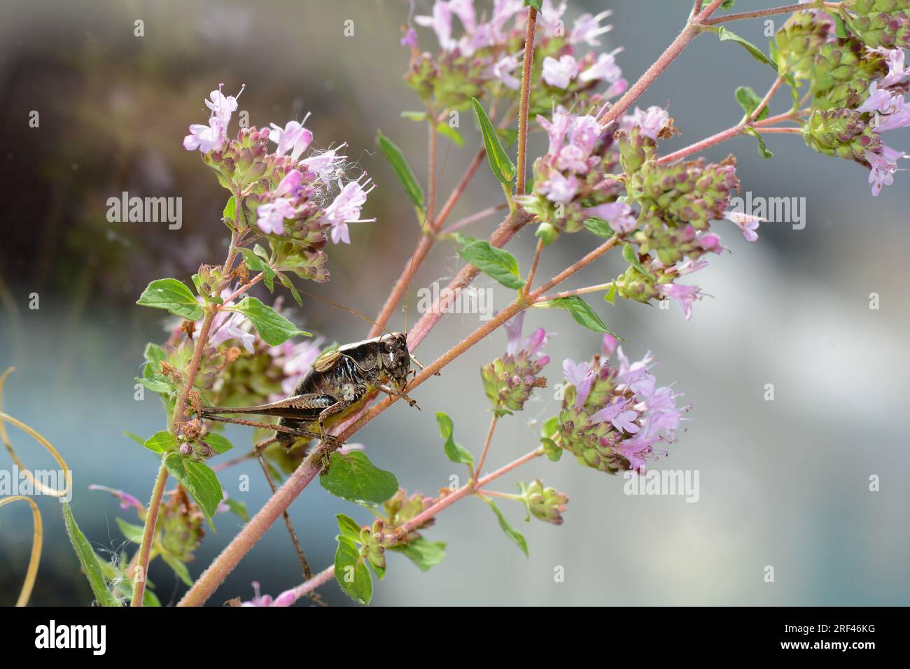 Le cricket commun du Bush ( Pholidoptera griseoaptera ) sur une plante Banque D'Images