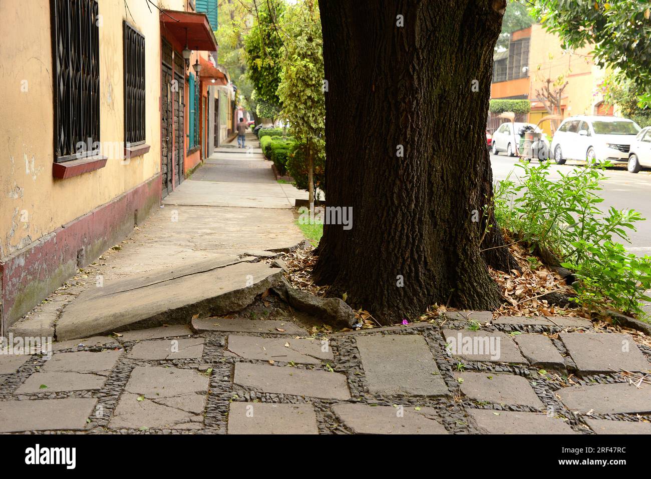 Altération biologique ; l'arbre à racines brise le trottoir. Mexique D. F. Banque D'Images