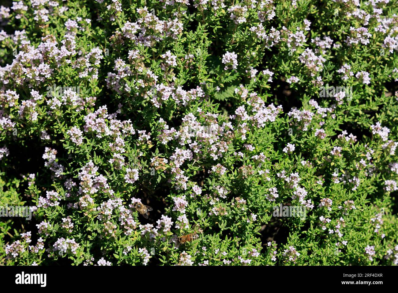 Thym commun - Thymus vulgaris - plantes en fleur avec étiquette. Cowbridge Physic Garden, près de Cardiff, pays de Galles du Sud. Août 2023. Été Banque D'Images