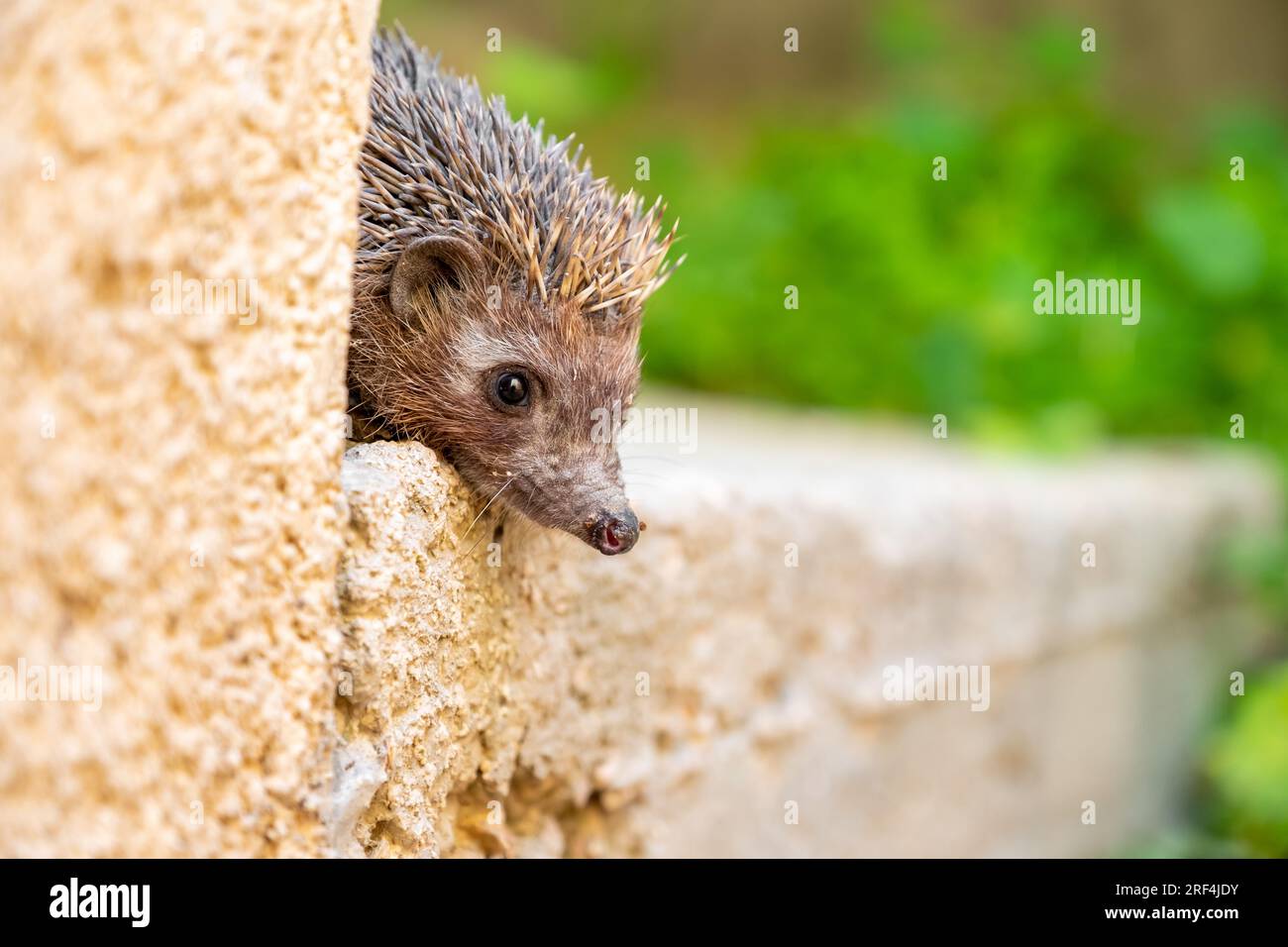 Hedgehog appréciant sa vie de différentes manières Banque D'Images