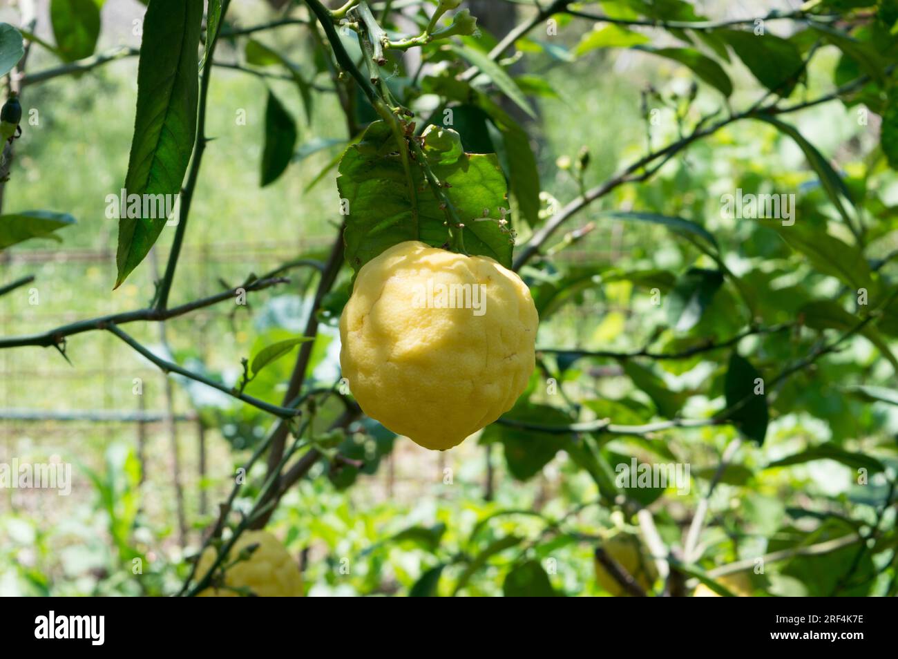Citron jaune sur une branche, Citrus medica à peau épaisse, prêt à récolter, en Dalmatie, Croatie Banque D'Images
