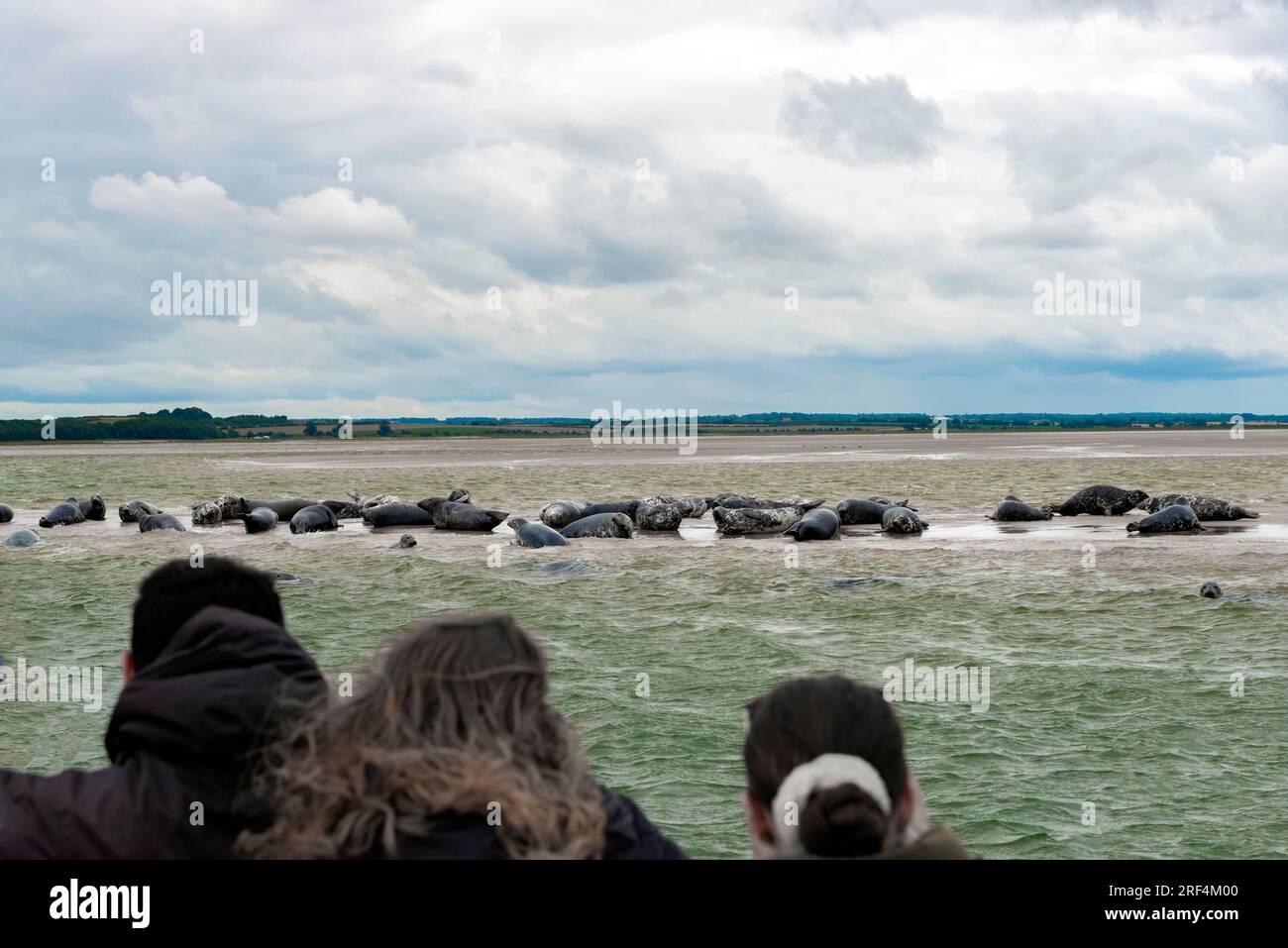 Touristes en voyage de phoques qui courent de Morston Quay observant des phoques gris sur le banc de sable à Blakeney point, North Norfolk, Angleterre, Royaume-Uni Banque D'Images