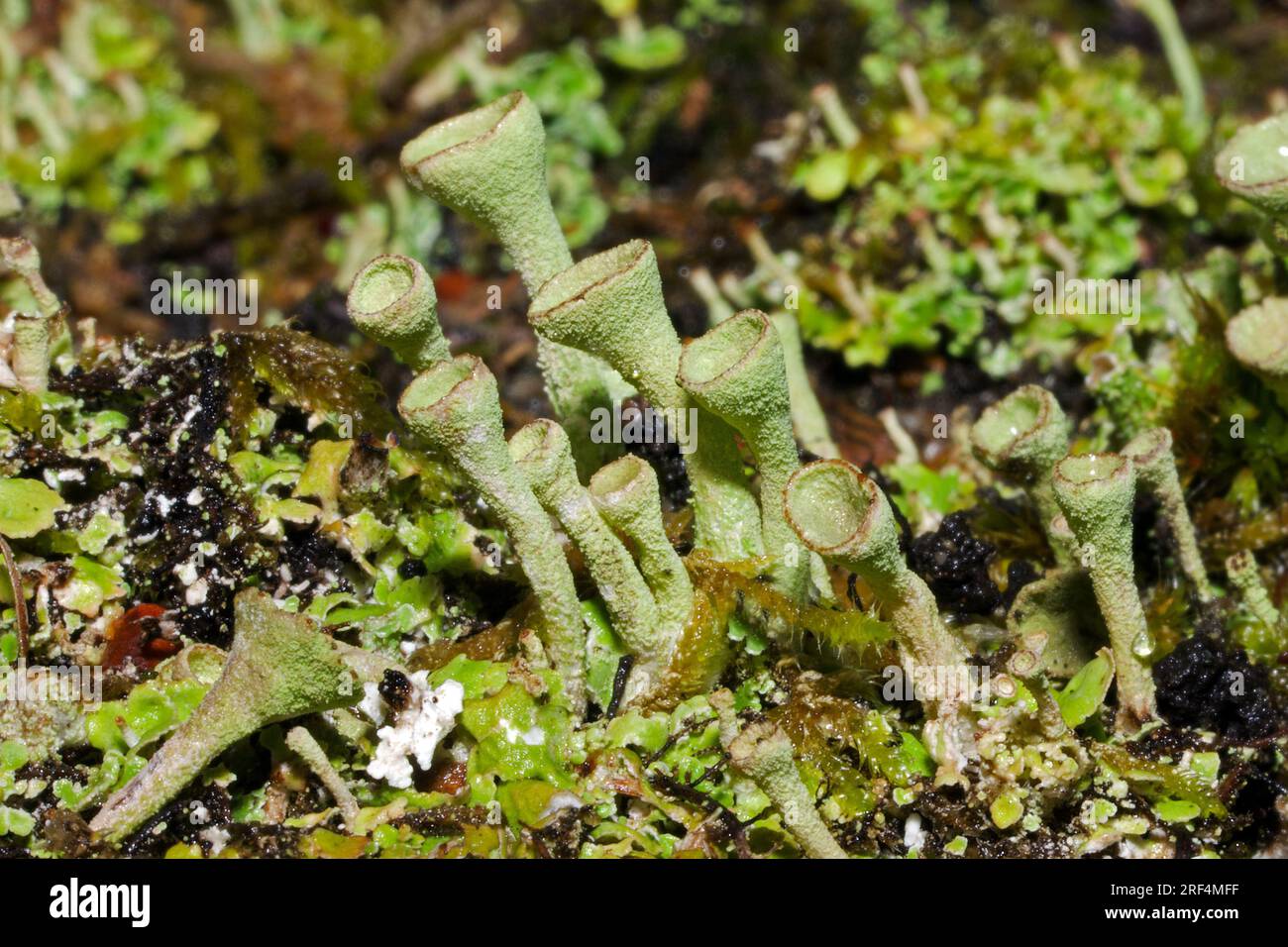 Cladonia fimbriata (Lichen coupe frangée) est un lichen de coupe trouvé sur le sol et le bois pourri. Il a une distribution mondiale. Banque D'Images