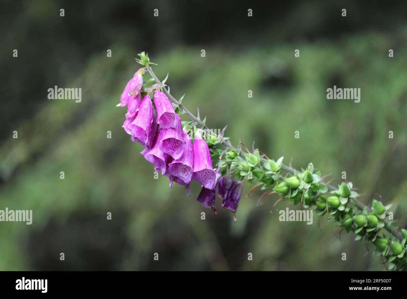 Fleurs communes de Foxglove avec des graines en développement, (Digitalis purpurea), Teesdale, County Durham, UK Banque D'Images