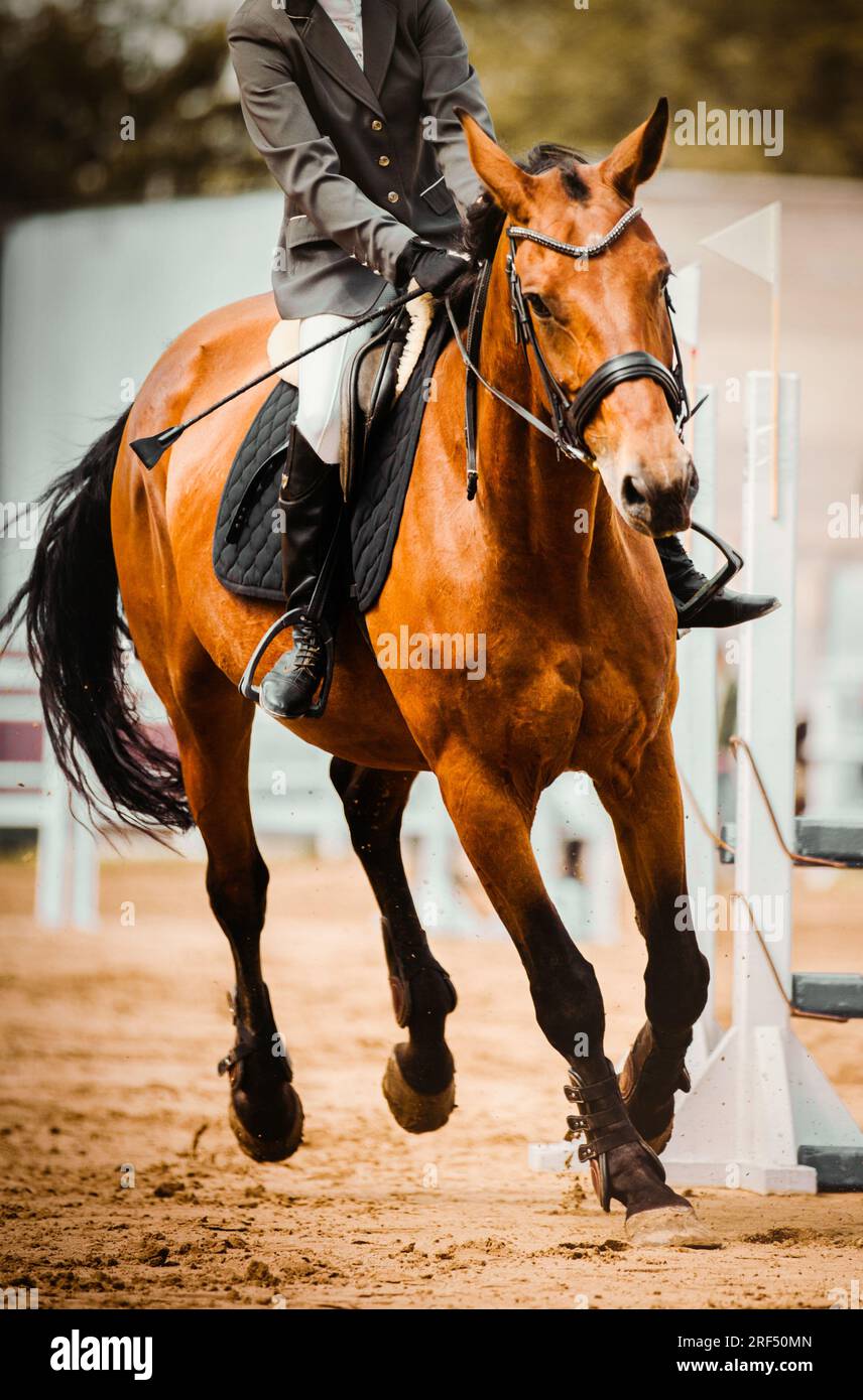 Un beau cheval de baie avec un cavalier en selle galope autour de l'arène lors d'une compétition de saut d'obstacles. Sports équestres et équitation. Eque Banque D'Images