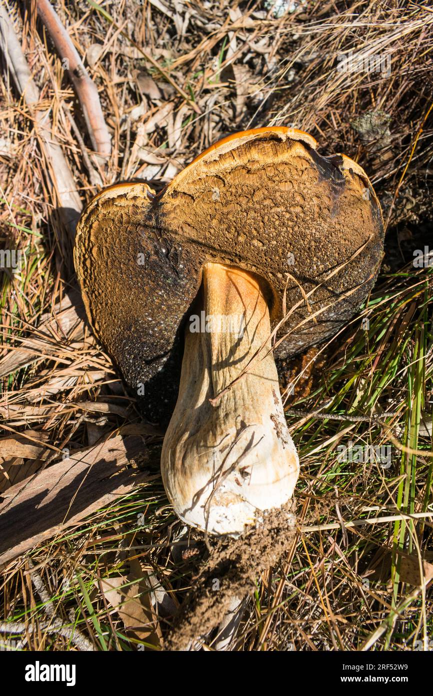 Vieux champignon Boletus edulis (alias Penny Bun) à Sao Francisco de Paula, au sud du Brésil Banque D'Images