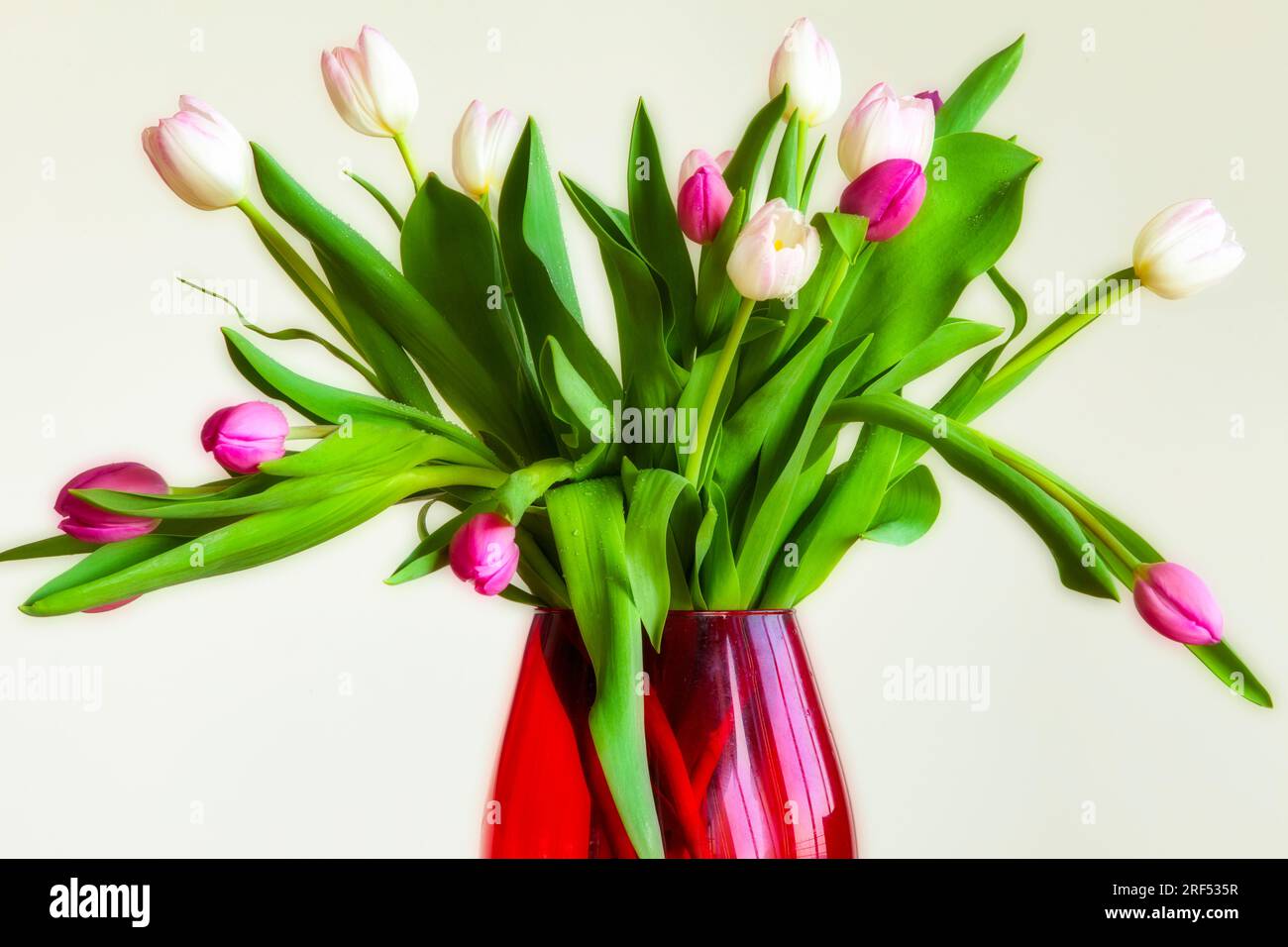 ARRANGEMENT FLORAL : tulipes dans un vase rouge © Edmund Nagele FRPS Banque D'Images