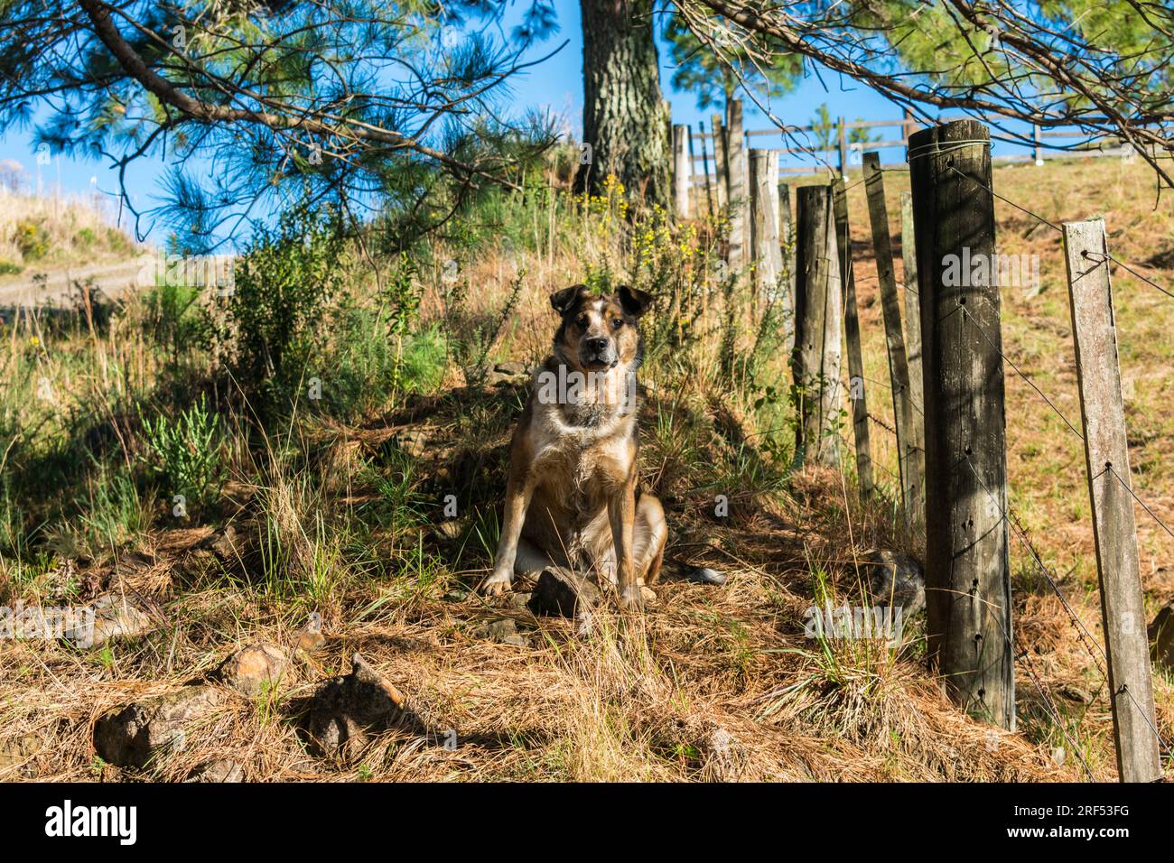 Un chien à la campagne sous les pins Banque D'Images