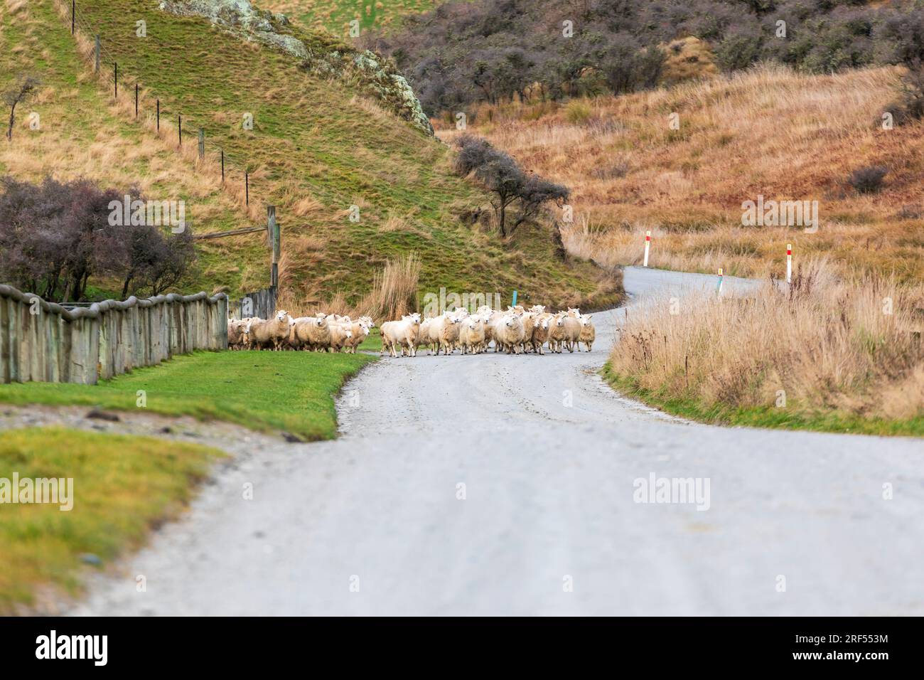 Photographie d'une foule de moutons en train d'être gardés le long d'une route dans une vallée jusqu'à un nouveau pâturage près du lac Moke près de Queenstown sur l'île du Sud de la Nouvelle-Zélande Banque D'Images