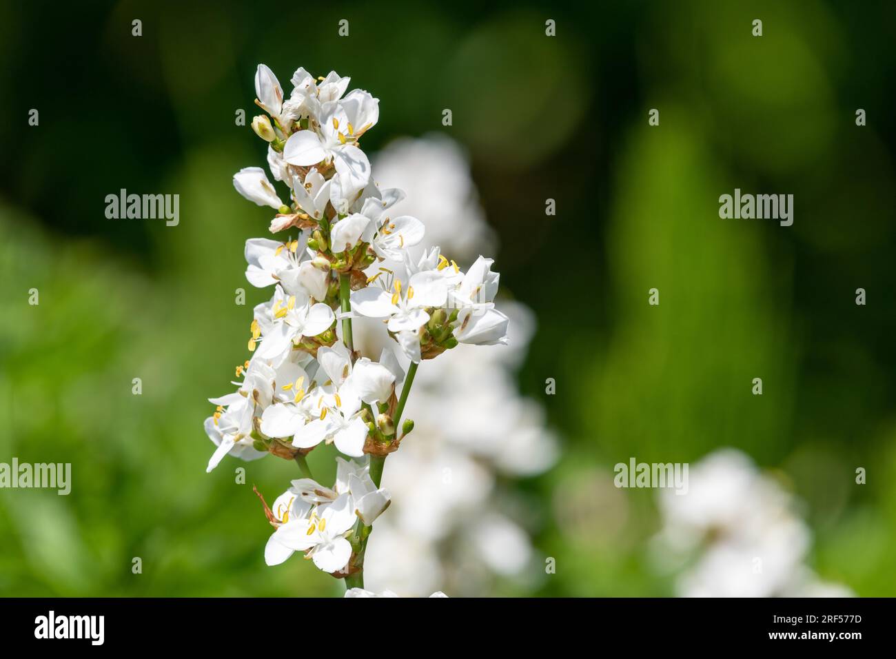 Gros plan d'une fleur de grandiflora libertia en fleur Banque D'Images