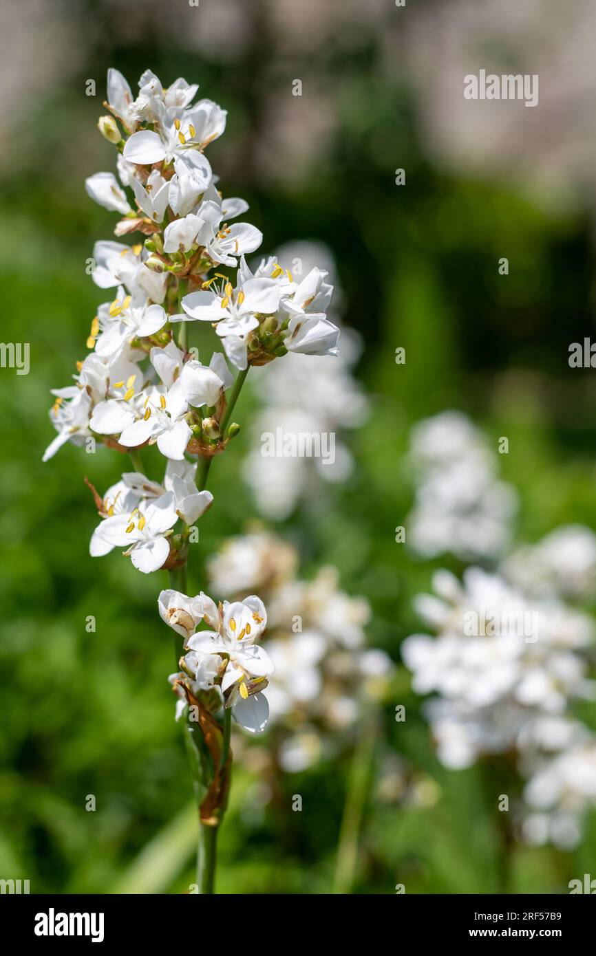 Gros plan d'une fleur de grandiflora libertia en fleur Banque D'Images