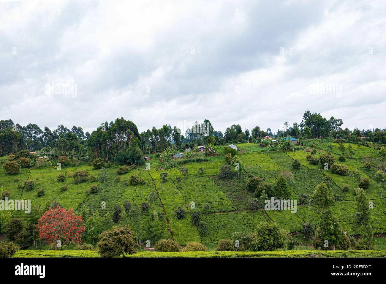 Nature Paysage montrant des feuilles d'arbres plantations largeur arbres au Kenya dans le comté de Muranga Kenya Afrique de l'est champs prairies foilage plantes végétation docu Banque D'Images