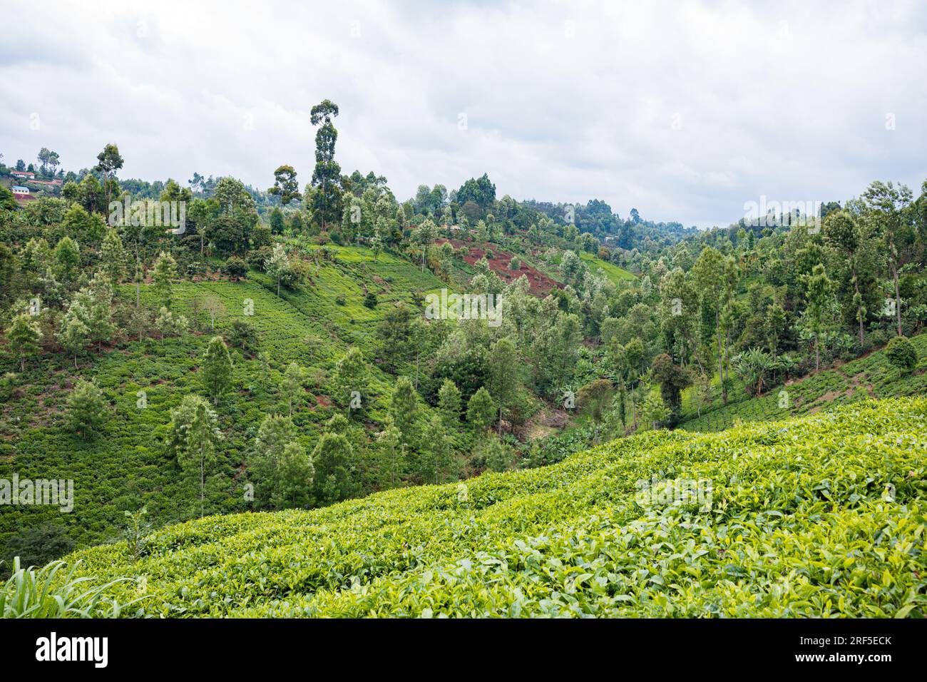 Nature Paysage montrant des feuilles d'arbres plantations largeur arbres au Kenya dans le comté de Muranga Kenya Afrique de l'est champs prairies foilage plantes végétation docu Banque D'Images