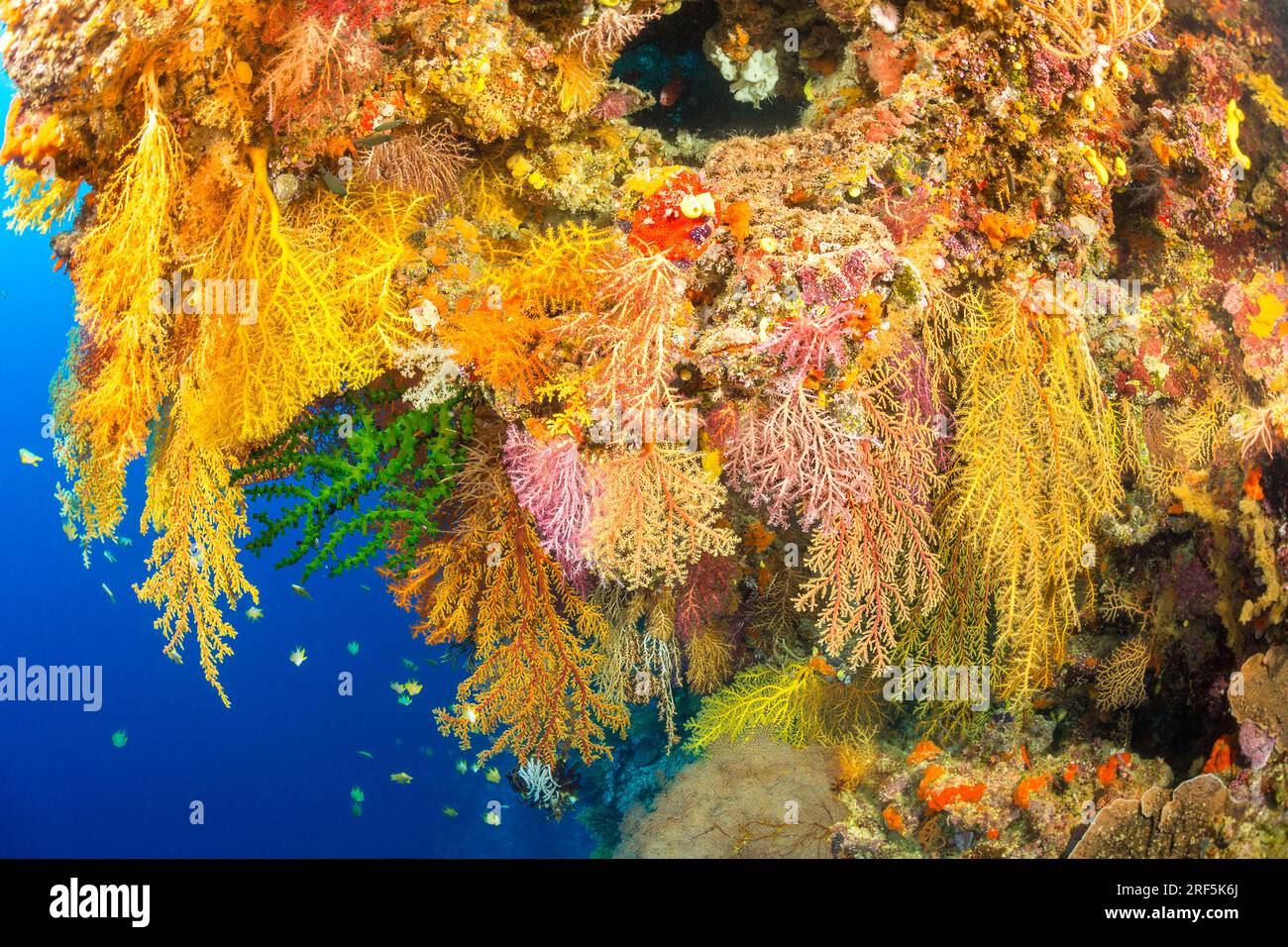 Les coraux alconariens et gorgonia dominent cette scène de récif fidjien. Banque D'Images