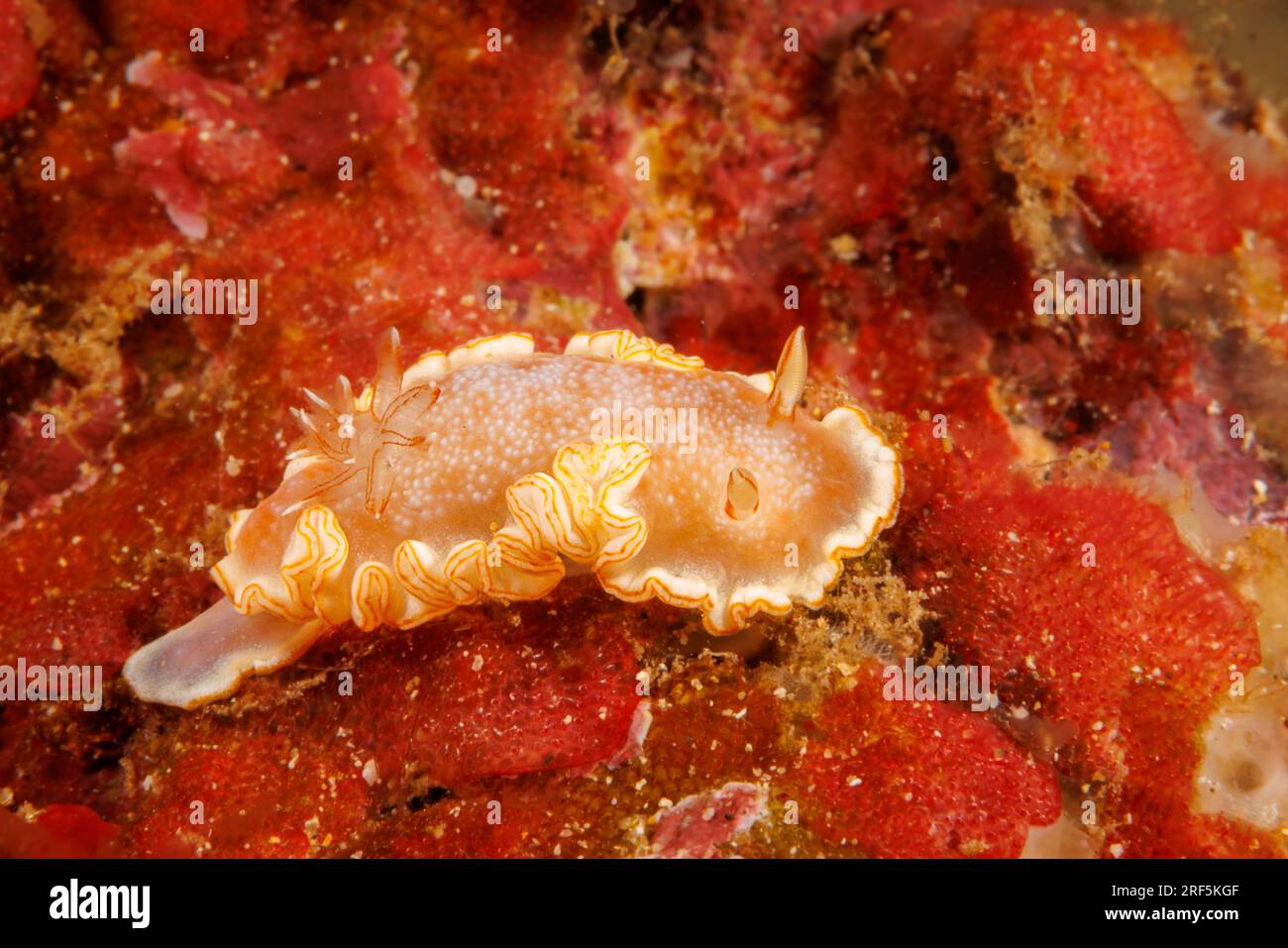 La déesse nudibranche de la neige, Ardeadoris poliahu, est endémique des îles Hawaii. En raison de son aspect givré, il a été nommé d'après l'hawaïen Banque D'Images