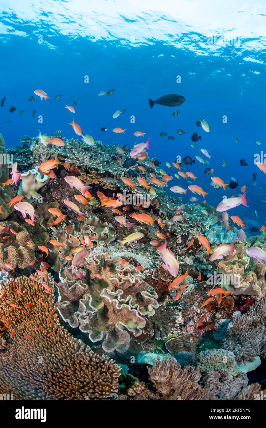 Le corail mou et dur ainsi que l'école anthias et divers poissons de récif, dominent cette scène sous-marine, Crystal Bay, Nusa Penida, Bali Island, in Banque D'Images