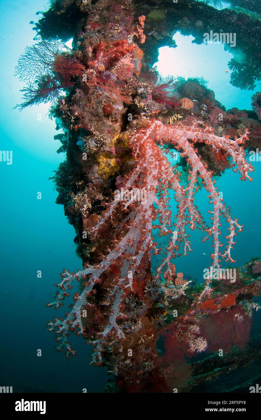 Glomerate Tree Coral, Spongodes sp, Inside USAT Liberty ship, Liberty Wreck site de plongée, Tulamben, Karangasem, Bali, Indonésie Banque D'Images