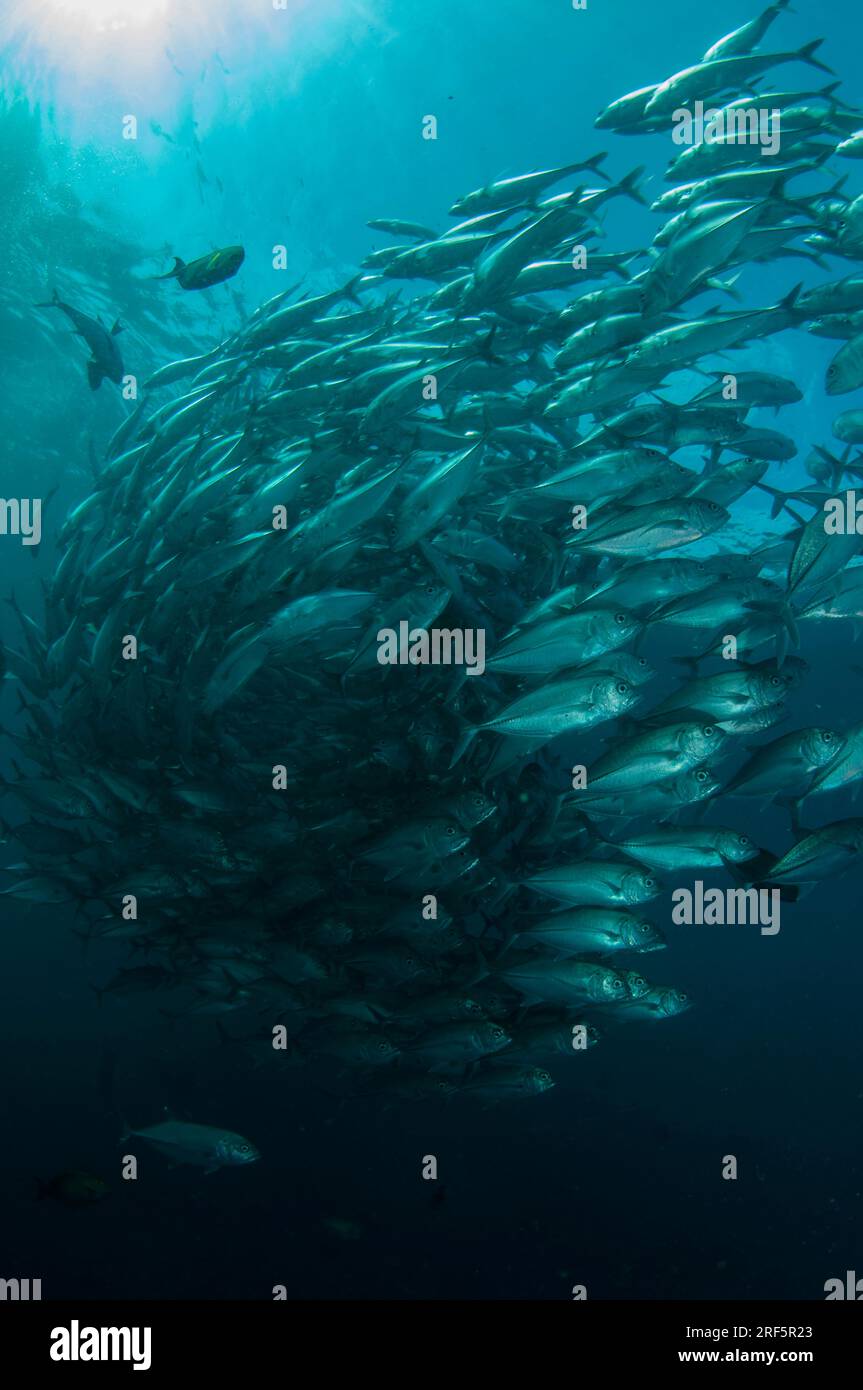 Tornade de l'école de Bigeye Trevally, Caranx sexfasciatus, avec soleil en arrière-plan, site de plongée Liberty Wreck, Tulamben, Karangasem, Bali, Indonésie Banque D'Images