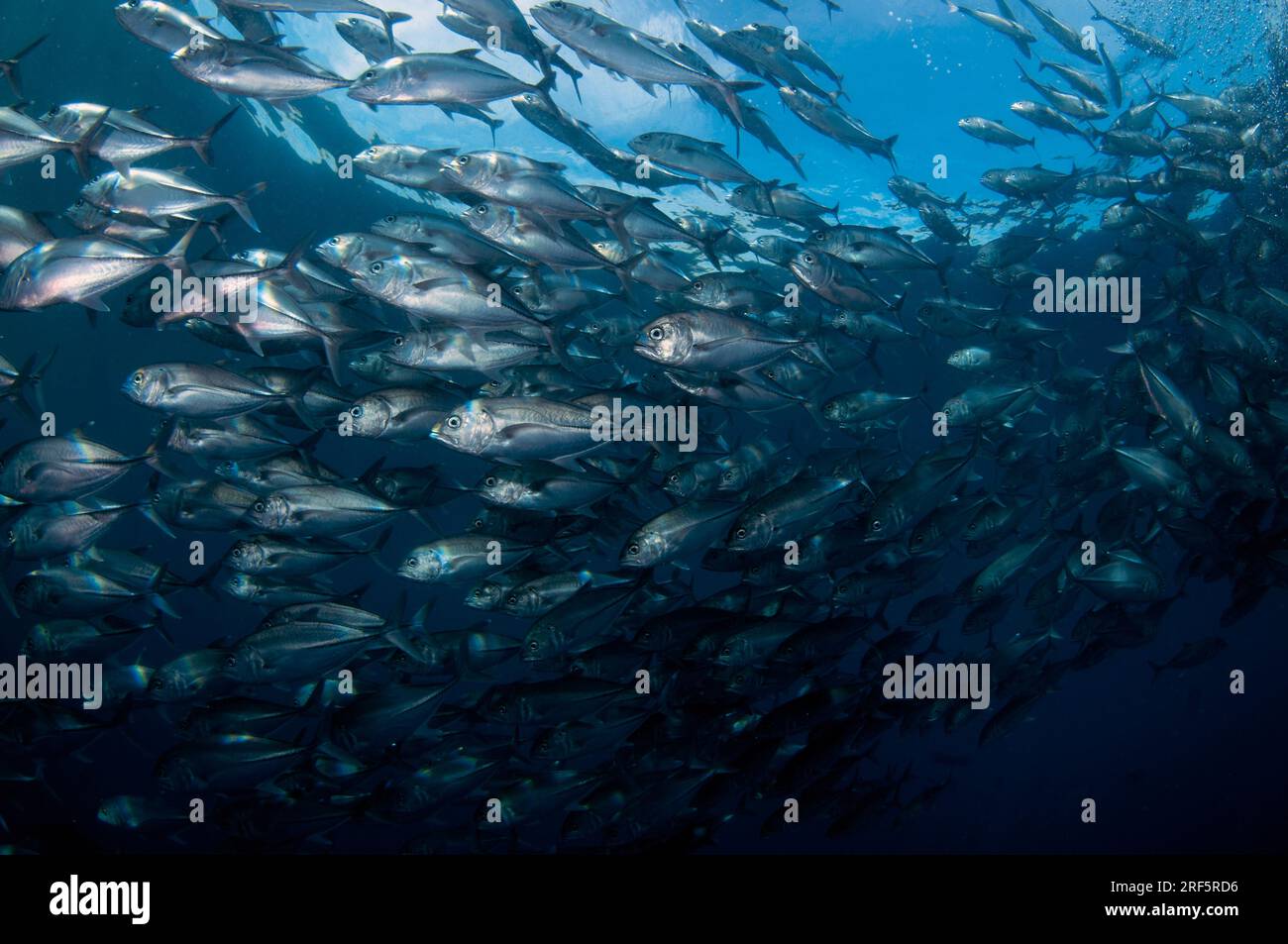 École de Bigeye Trevally, Caranx sexfasciatus, site de plongée Liberty Wreck, Tulamben, Karangasem, Bali, Indonésie Banque D'Images