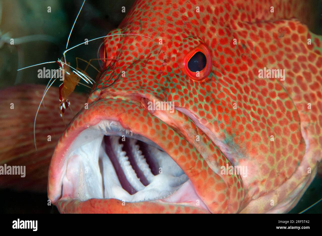 Mérou léopard, Cephalopholis leopardus, en cours de nettoyage par la crevette nettoyante à dos à bosse, Lysmata amboinensis, Scuba Seraya Beach Resort House Reef, Karang Banque D'Images