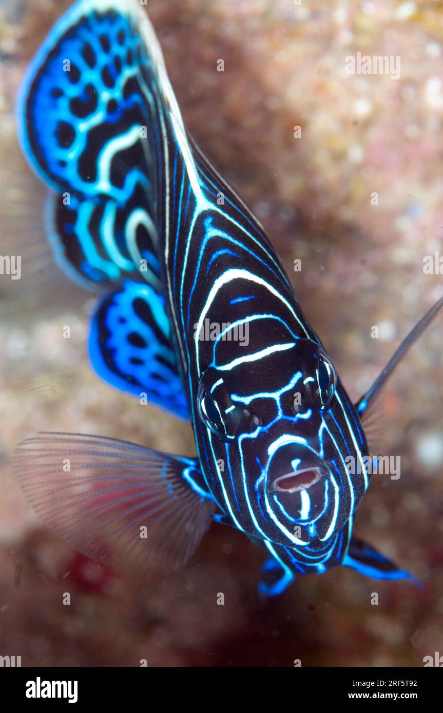 Juvenile Emperor Angelfish, Pomacanthus imperator, site de plongée Scuba Seraya House Reef, Seraya, Karangasem, Bali, Indonésie Banque D'Images