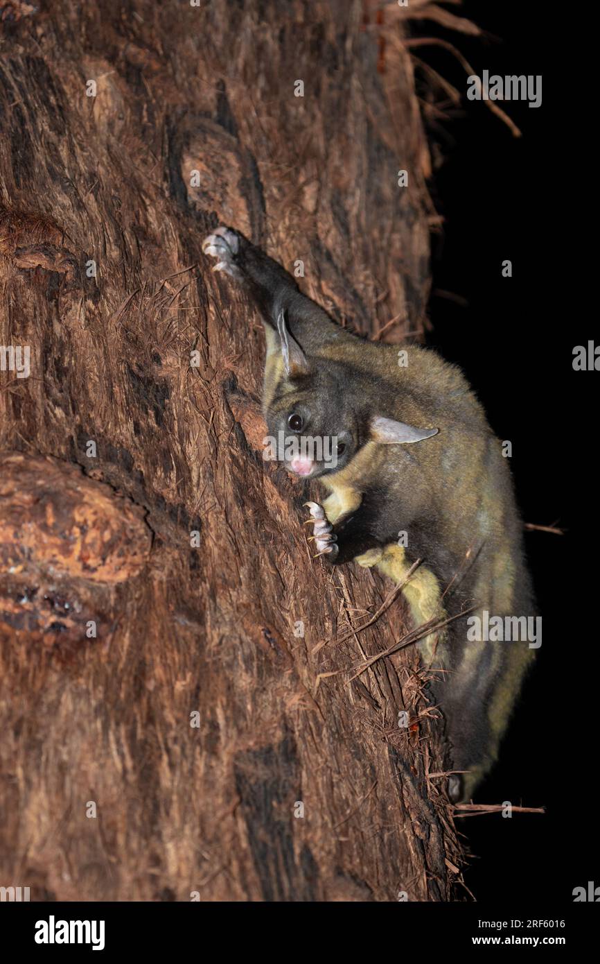 Planeur à ventre jaune (Petaurus australis), plateaux d'Atherton, Queensland Banque D'Images