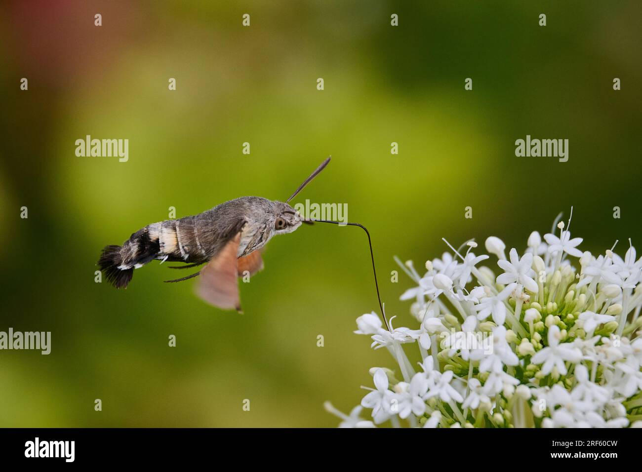 Hawkmoth de colibri en vol, se nourrissant Banque D'Images