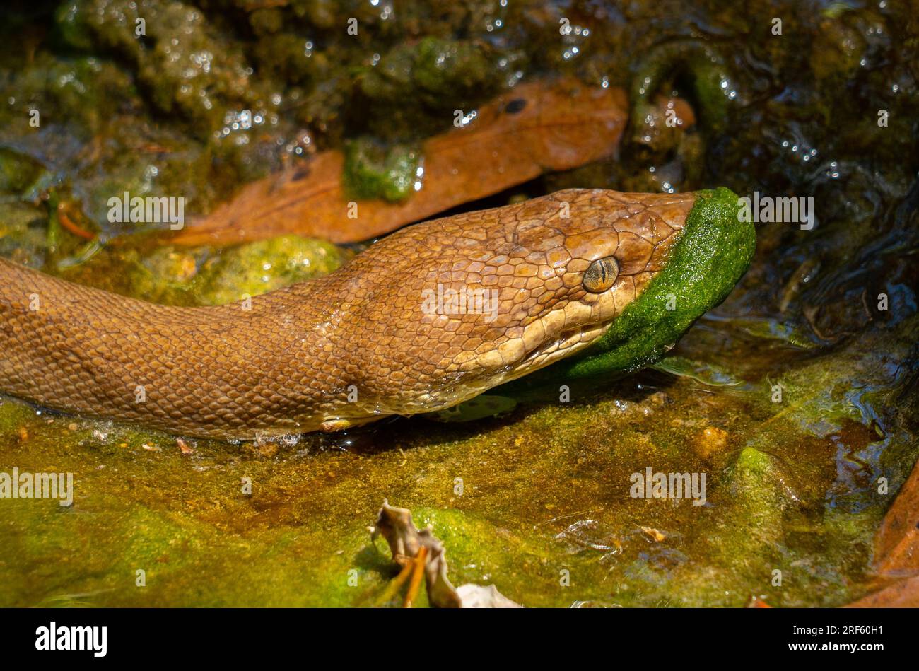 Python olive (Liasis olivaceus), grottes de Mimbi, East Kimberley, WA Banque D'Images