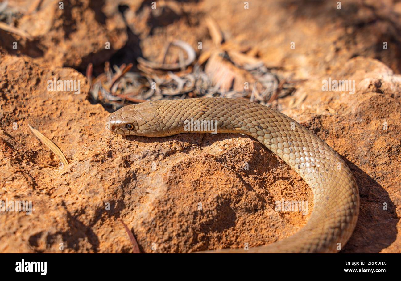 Mulga / King Brown Snake (Pseudechis australis), Shothole Canyon, Cape Range NP., Exmouth, Pilbra, WA Banque D'Images