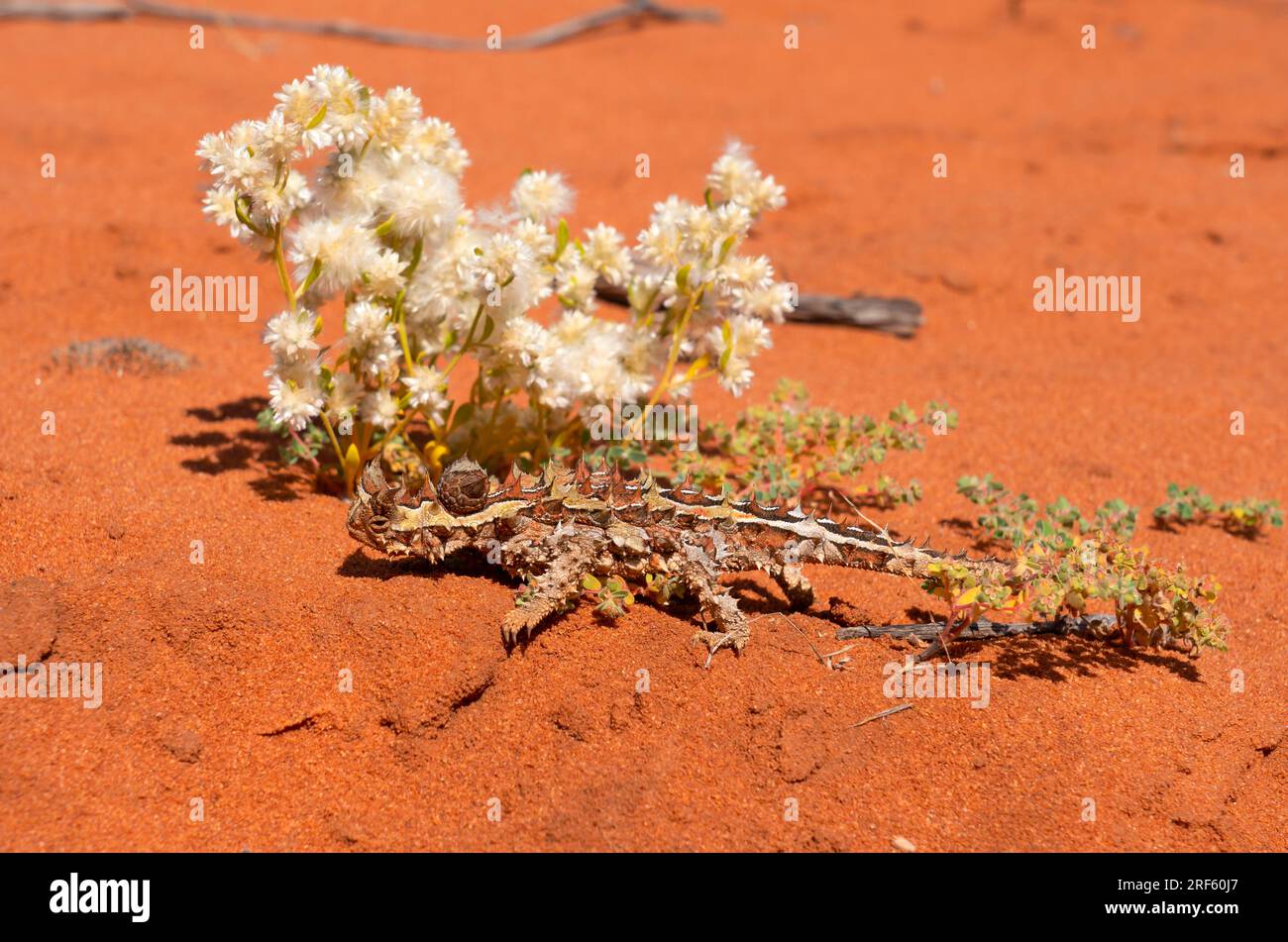 Thorny Devil (Moloch horridus), Francois Peron NP, Cape Peron, WA Banque D'Images