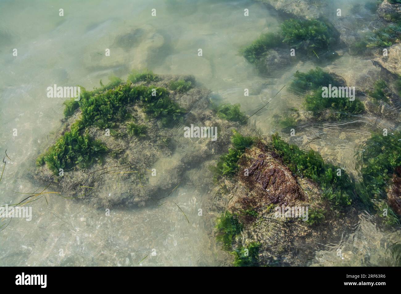 En raison de certaines conditions environnementales, la laitue de mer peut se répandre sur de vastes zones, provoquant une grave peur pour la santé publique car elle se décompose en produisant de l'ail Banque D'Images