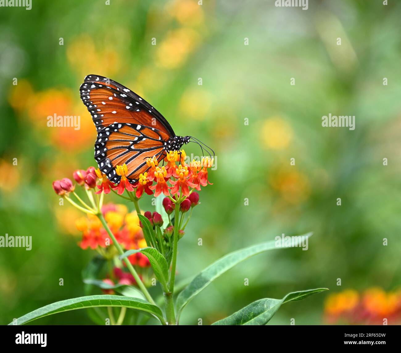 Reine papillon (Danaus gilippus) se nourrissant de fleurs tropicales d'herbe à lait dans le jardin d'été. Espace de copie. Banque D'Images