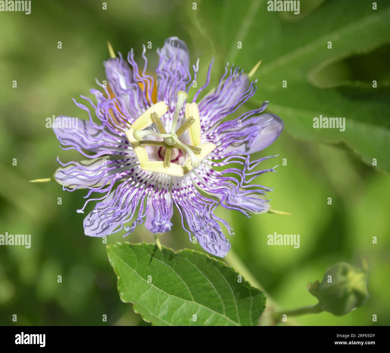 Belle fleur de passion violette ou passion Vine (Passiflora incarnata) fleurissant dans le jardin d'été. Gros plan. Banque D'Images