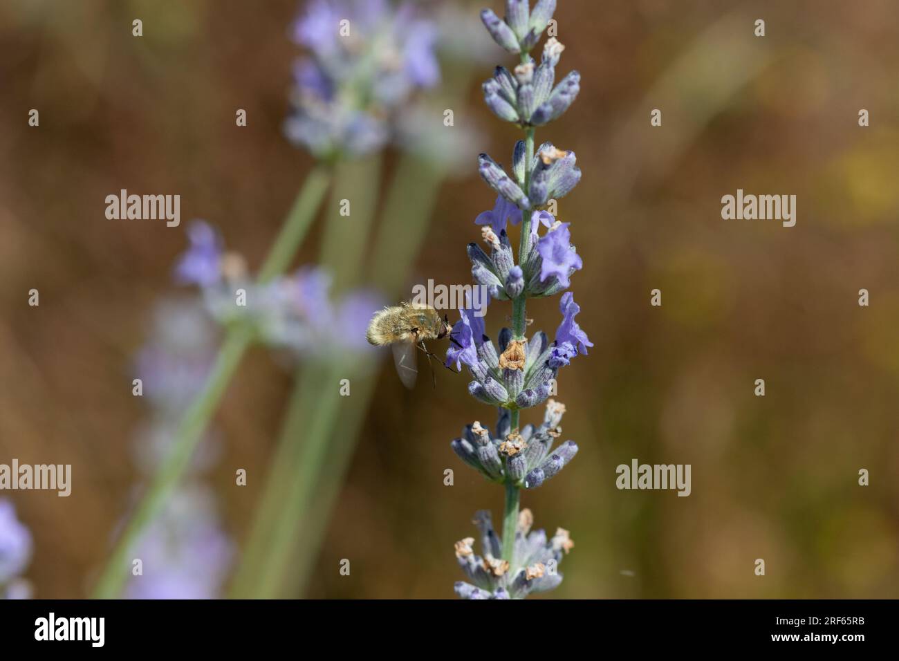 Une mouche des abeilles (Bombyliidae) sur des fleurs de lavande (Lavandula). Banque D'Images