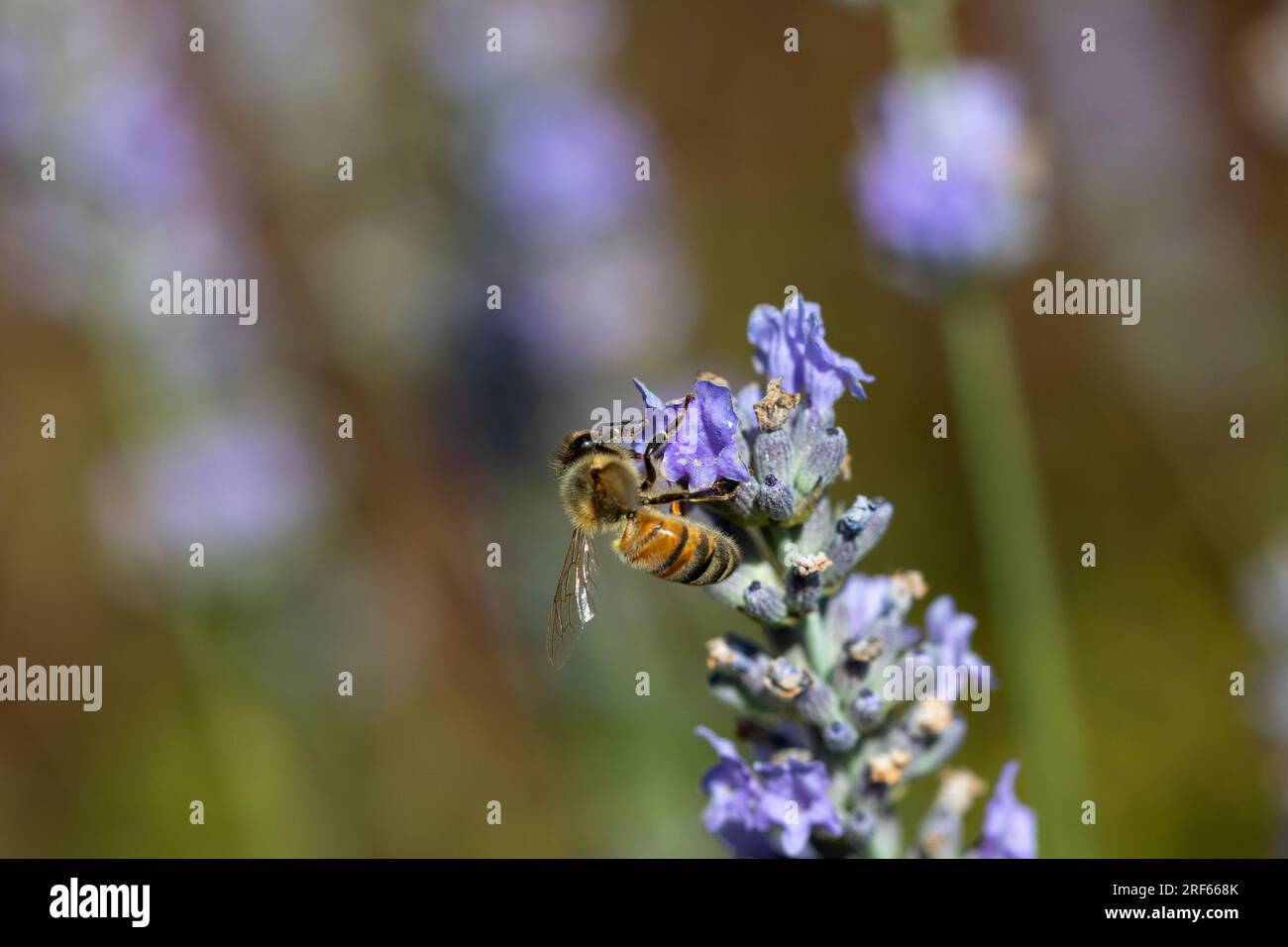 Une abeille à miel de l'Ouest (Apis mellifera) qui recueille le pollen des fleurs de lavande (Lavandula). Banque D'Images