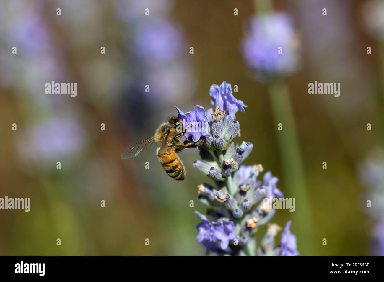 Une abeille à miel de l'Ouest (Apis mellifera) qui recueille le pollen des fleurs de lavande (Lavandula). Banque D'Images