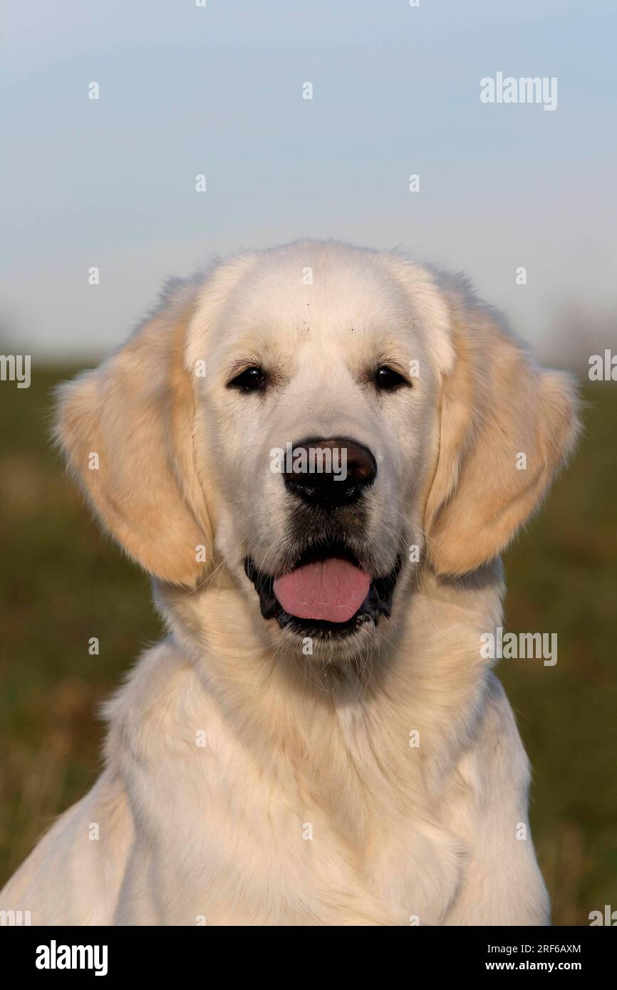 Golden Retriever Jeune chien Portrait, Headshot Banque D'Images
