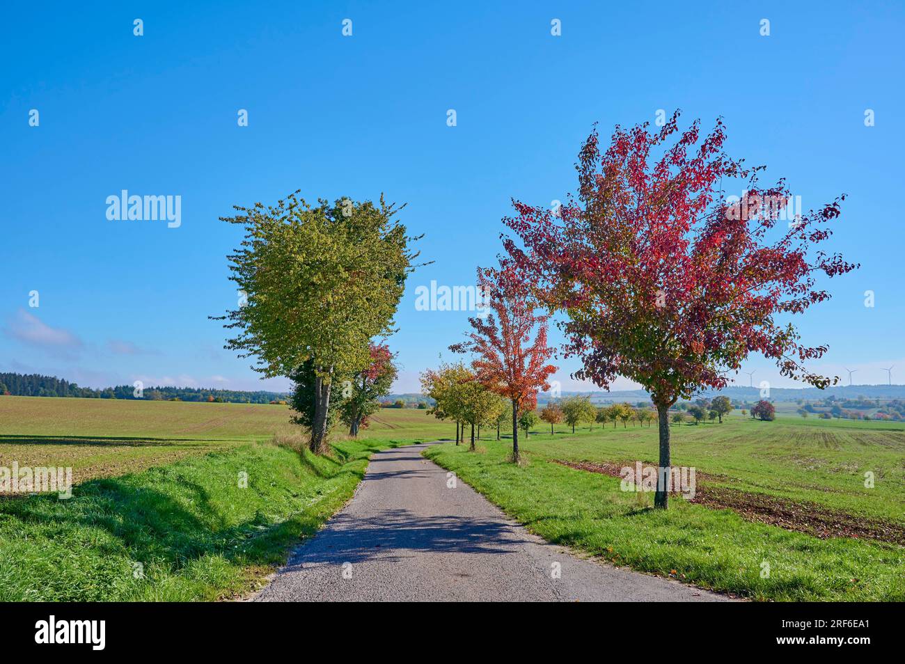 Route, paysage de champ, poirier, arbres fruitiers, ciel, Automne, hêtres, Odenwald, Baden-Wuerttemberg, Allemagne Banque D'Images