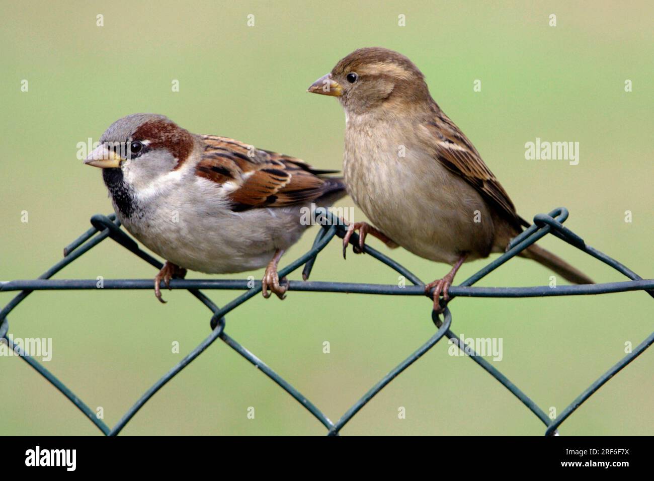 Moineaux de maison (passer domesticus), paire sur clôture de jardin, Basse-Saxe, Allemagne Banque D'Images