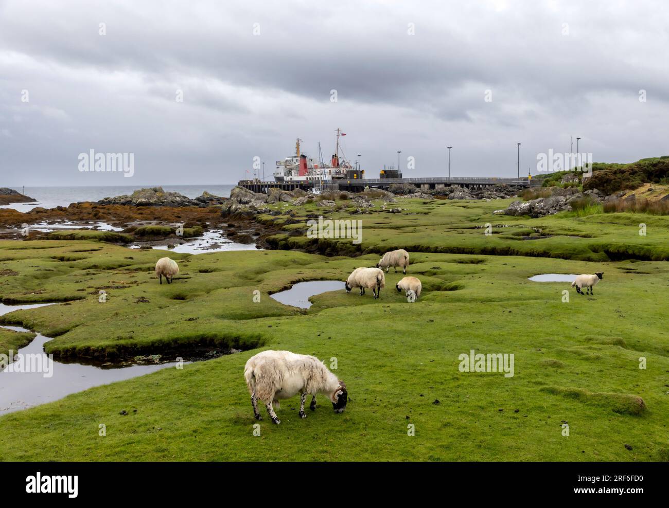 Un troupeau de moutons près de la jetée sur l'île de Colonsay en Écosse Banque D'Images