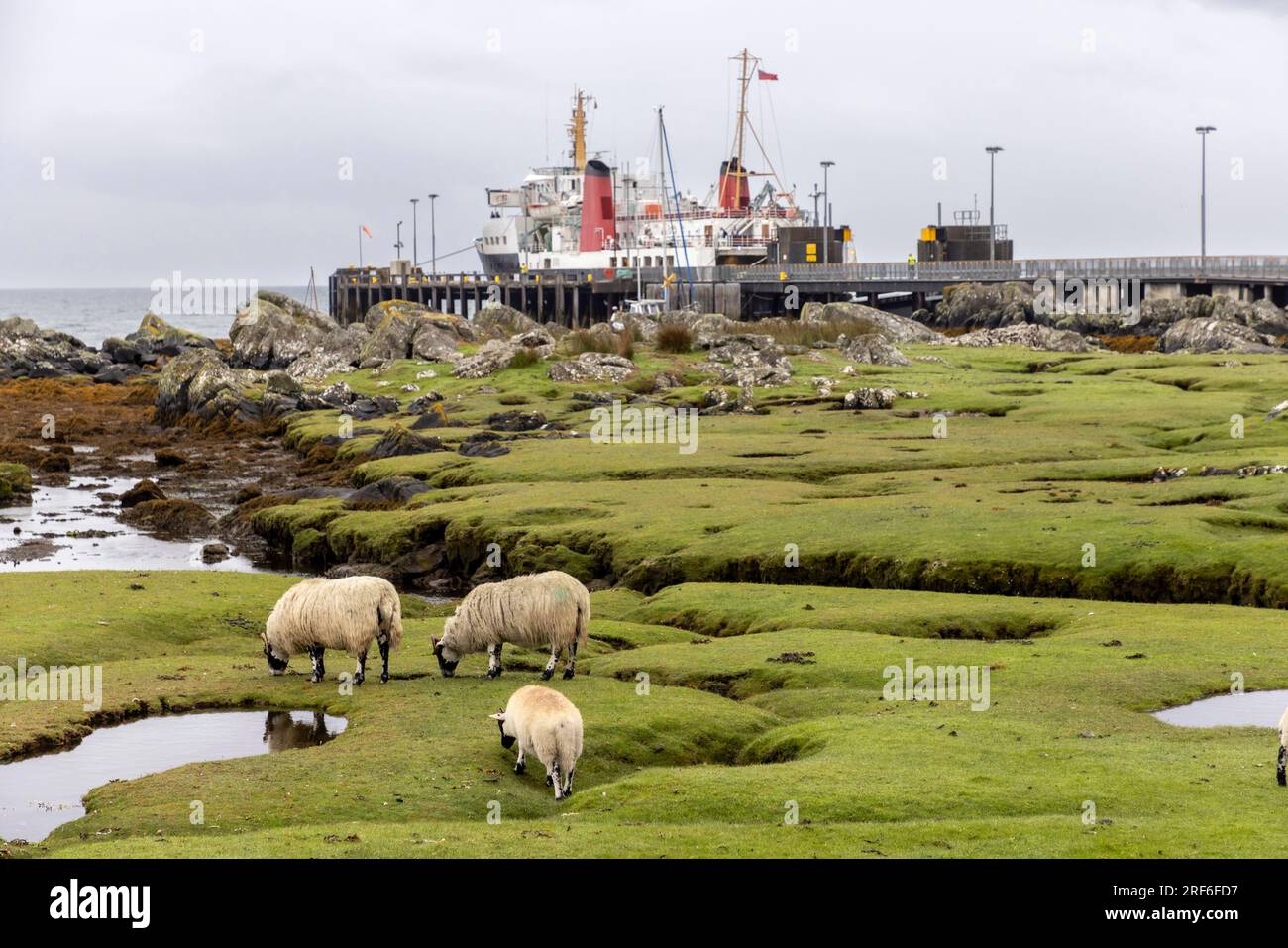 Un troupeau de moutons près de la jetée sur l'île de Colonsay en Écosse Banque D'Images