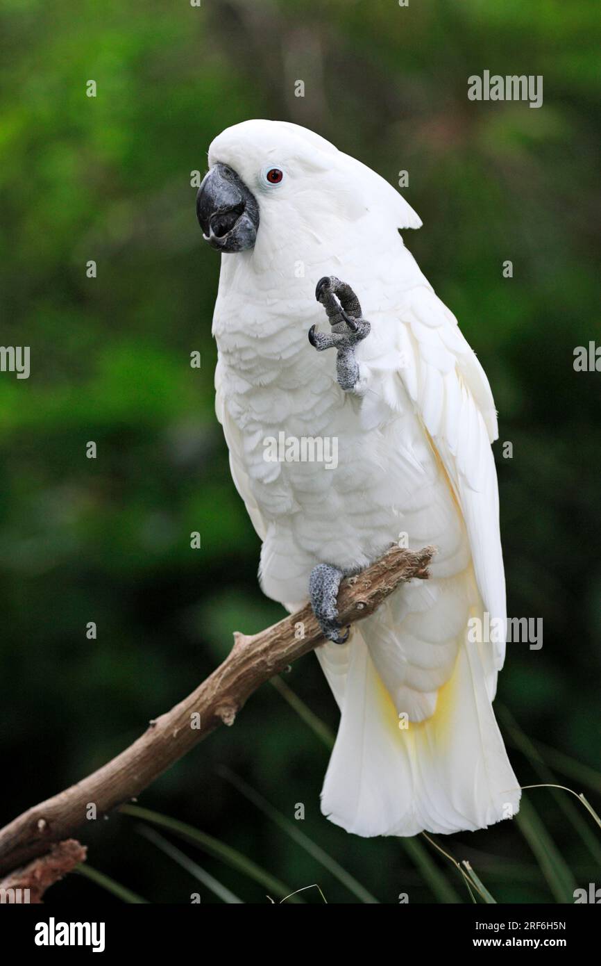 Blanc Cockatoo (Cacatua alba) Banque D'Images