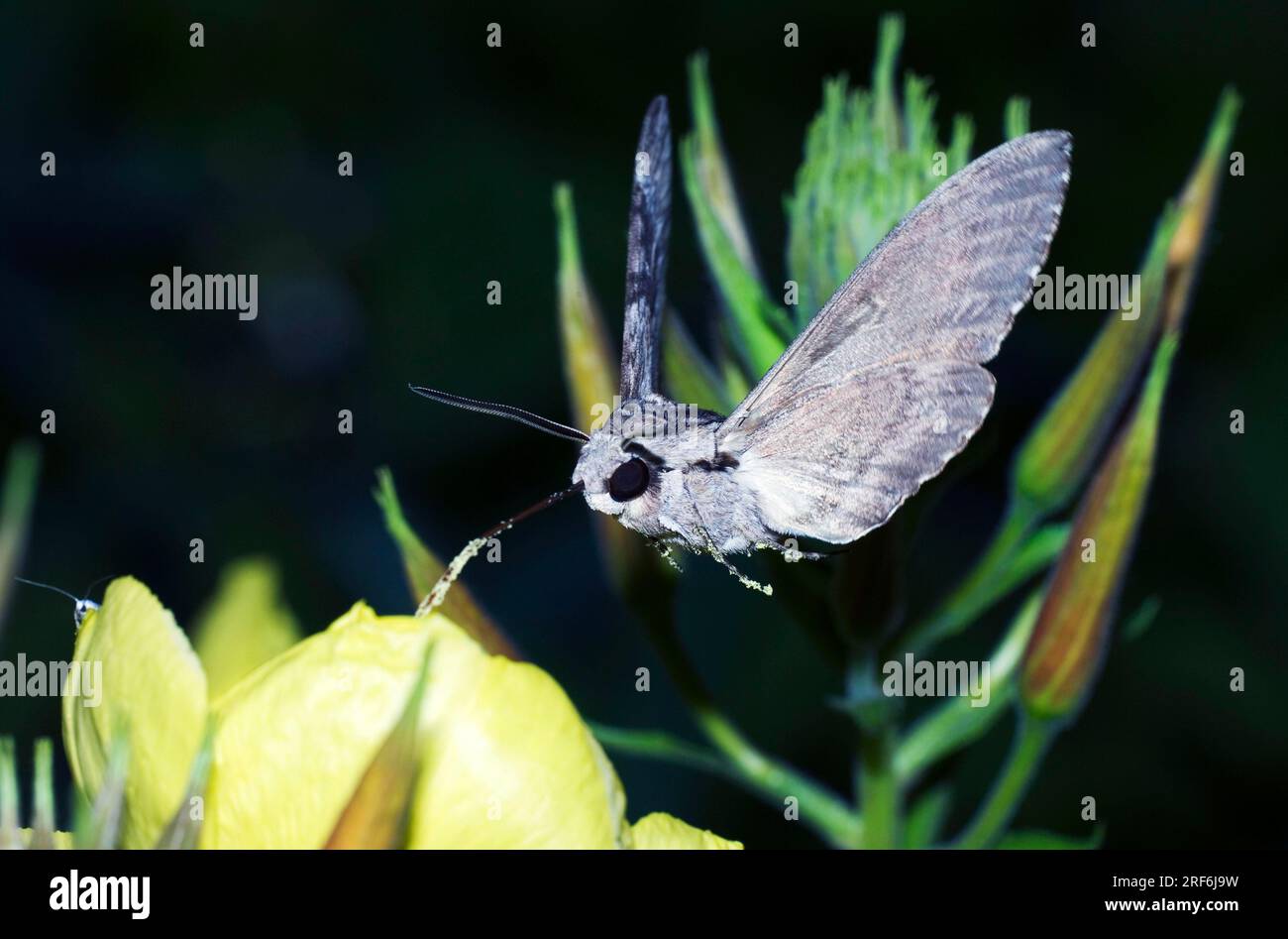 Convolvulus hawkmoth (Herse convolvuli) Autriche (Sphinx convolvuli), gloire matinale Sphinx Moth Banque D'Images