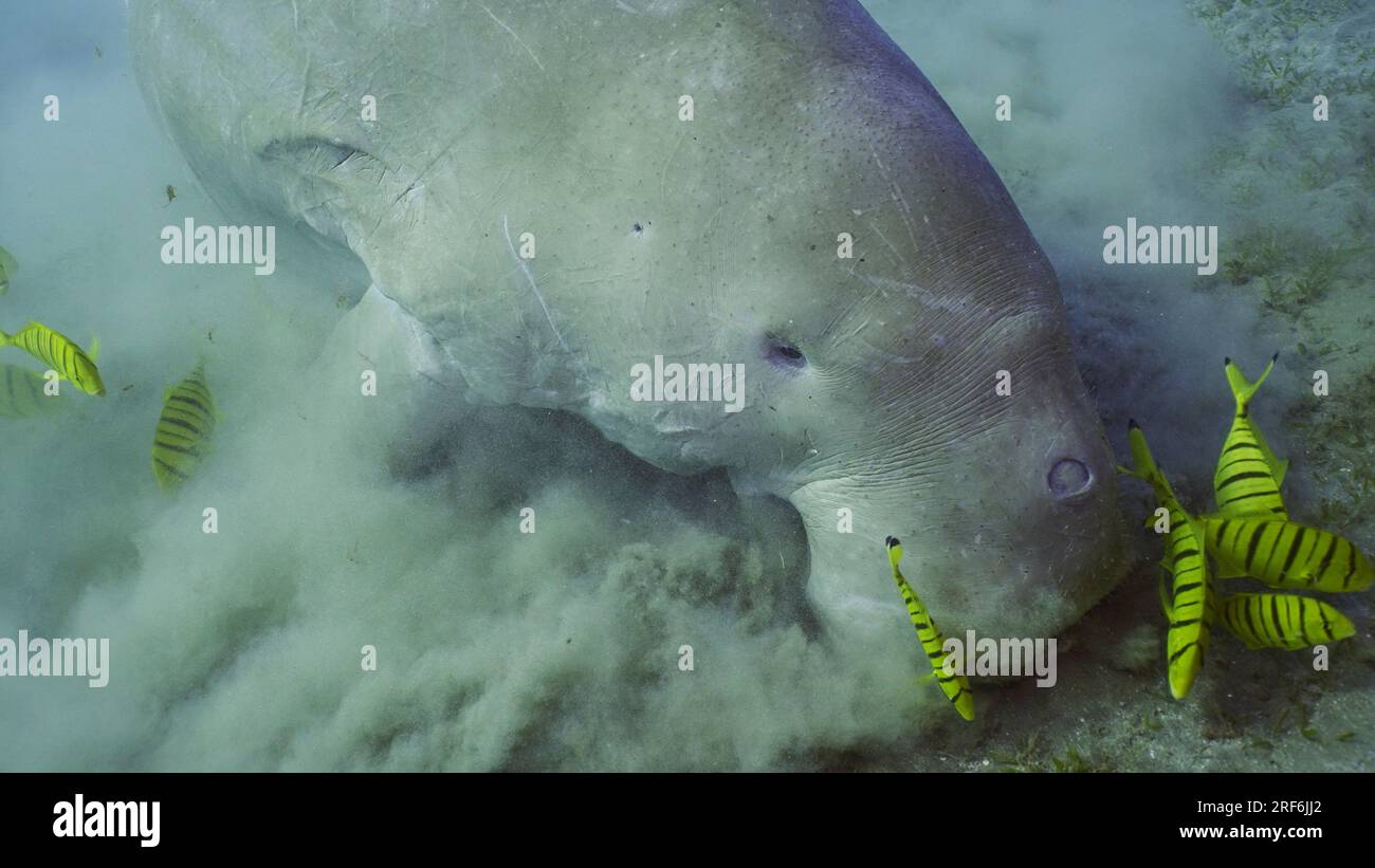 Vue de dessus de Dugong ou de la vache de mer (Dugong dugon) accompagné par l'école de poissons rouges (Gnathanodon speciosus) nourrissant le ruban doux de l'aggrégat, rouge Banque D'Images