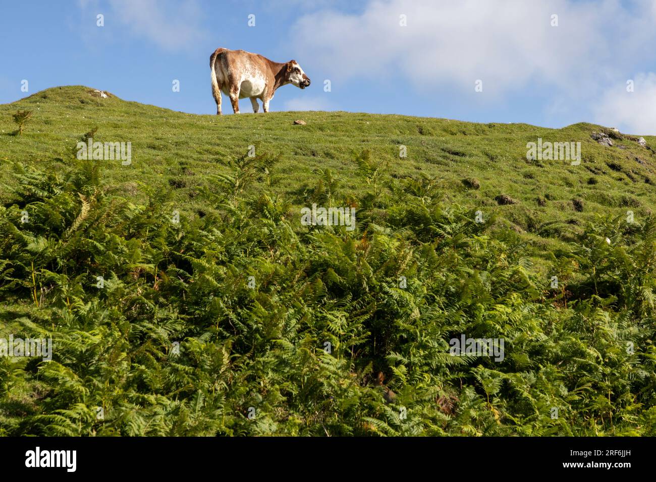 Une vache seule broute sur l'île de Colonsay, en Écosse Banque D'Images