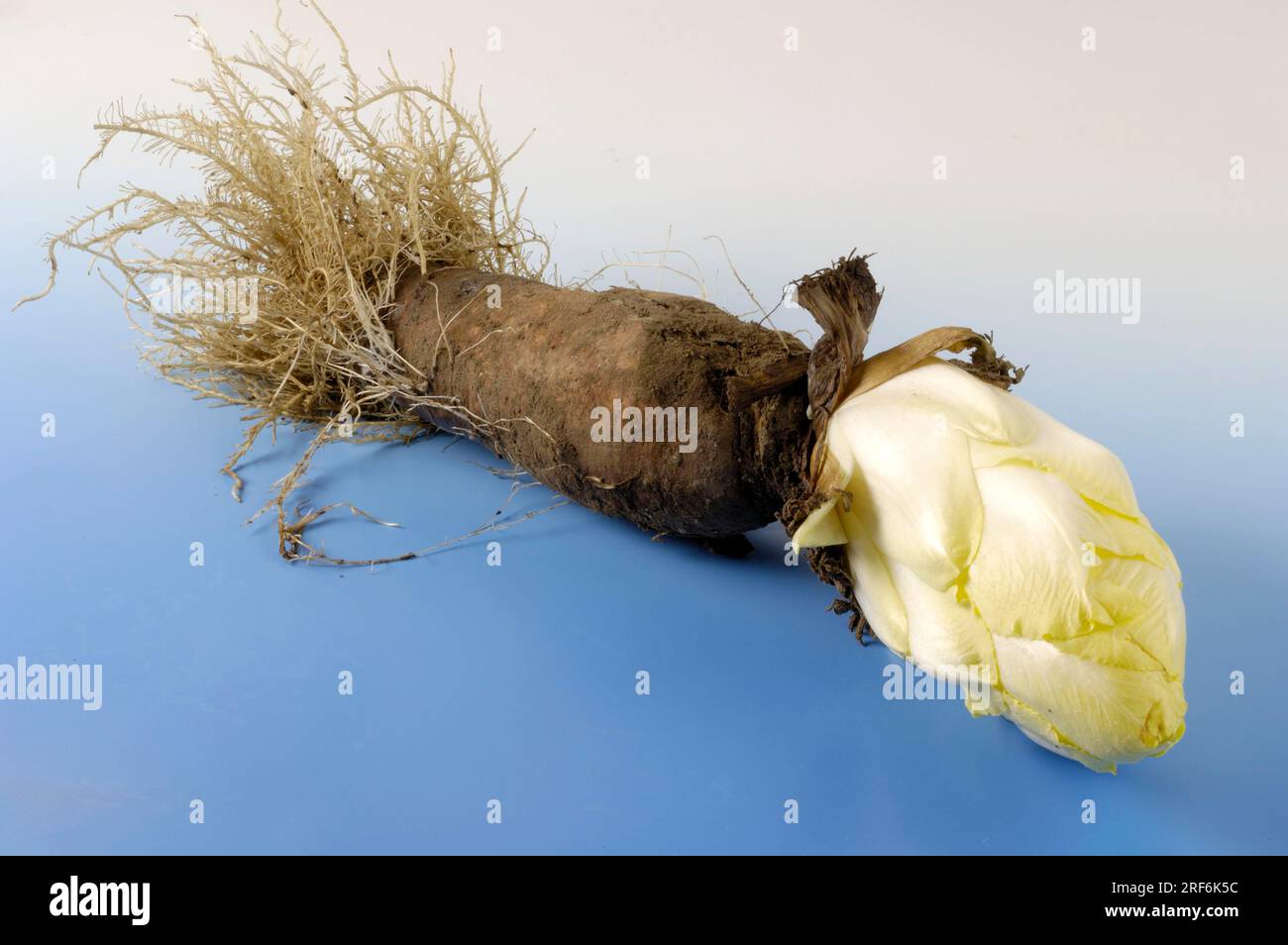Chicorée à racine (Cichorium intybus foliosum), culture de chicorée Banque D'Images