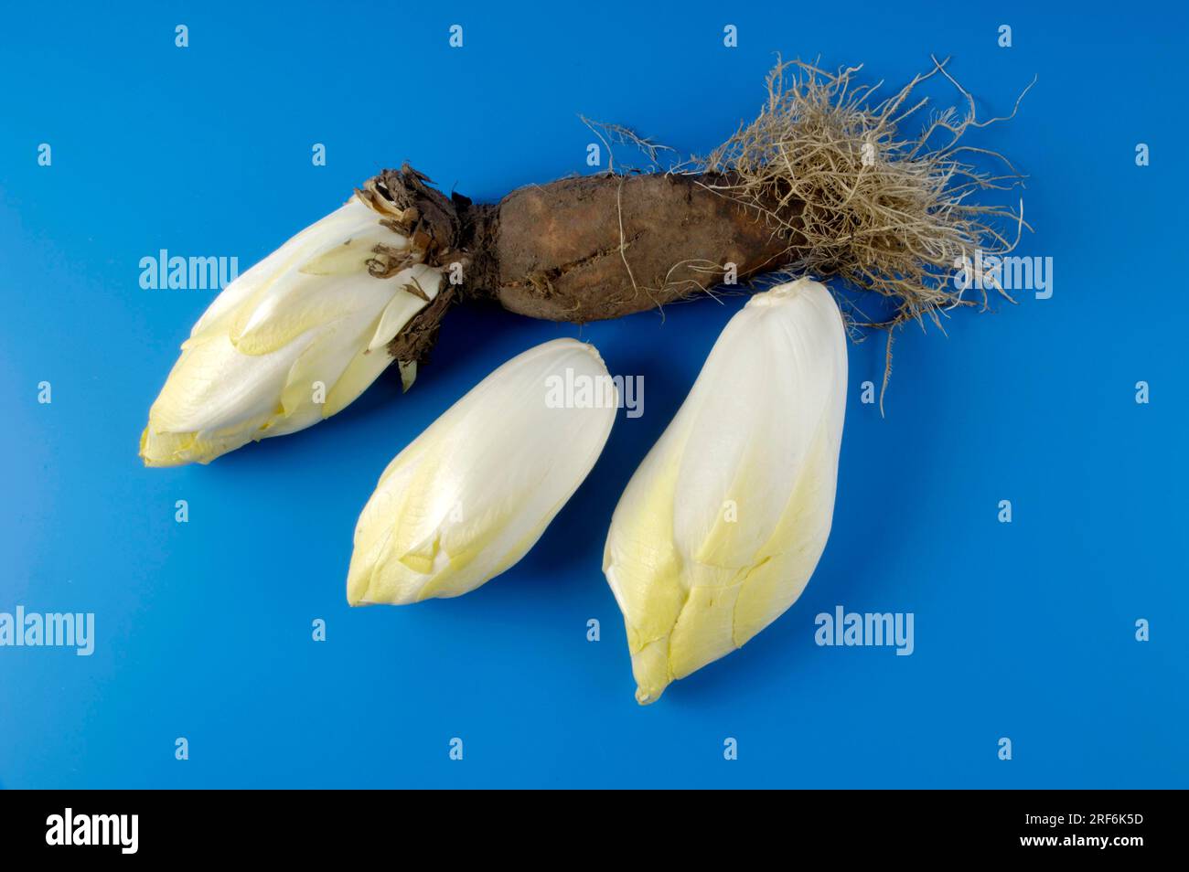 Chicorée avec racine (Cichorium intybus foliosum) Banque D'Images