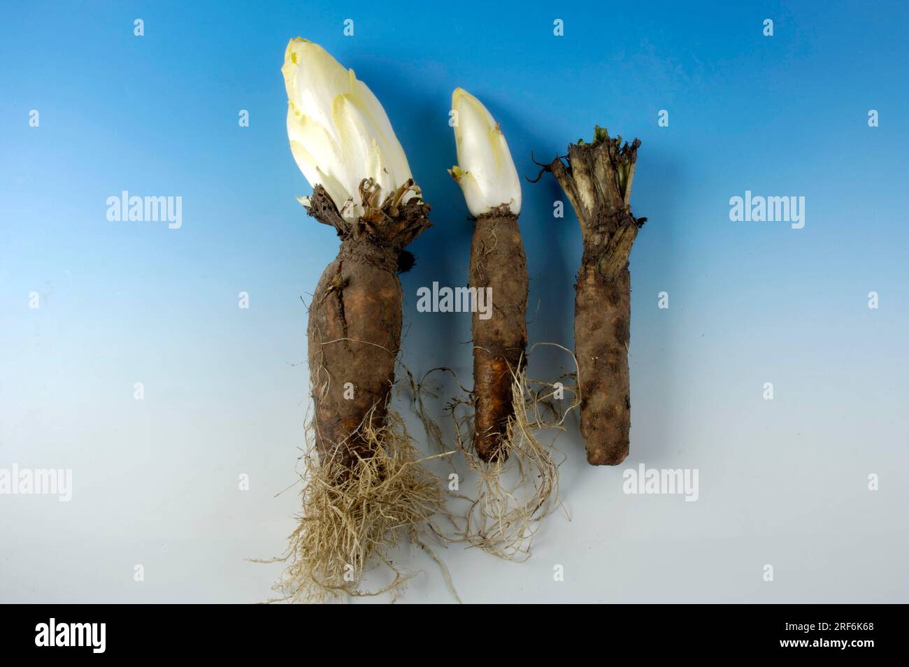 Chicorée à racine (Cichorium intybus foliosum), culture de chicorée Banque D'Images