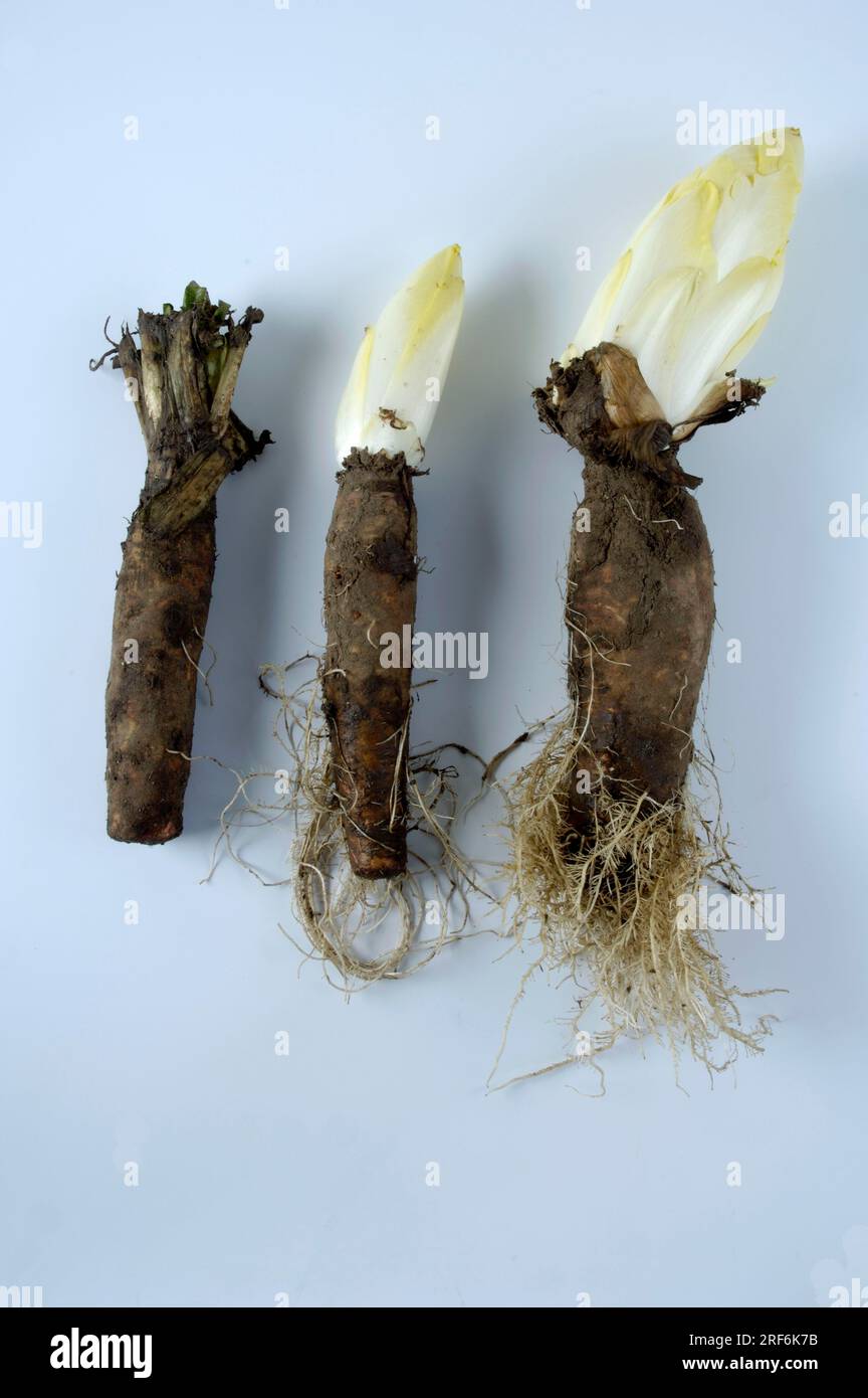Chicorée à racine (Cichorium intybus foliosum), culture de chicorée Banque D'Images